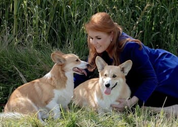 Sarah Ferguson was seeking ways to leverage what little remained of her royal status, when the idea of monetising the Queen's corgis was floated in May 2023