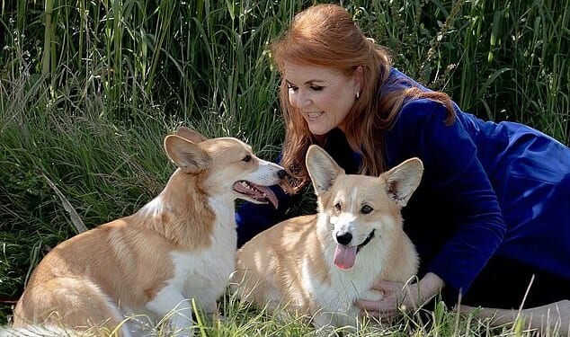 Sarah Ferguson was seeking ways to leverage what little remained of her royal status, when the idea of monetising the Queen's corgis was floated in May 2023
