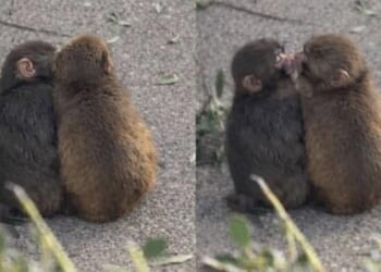 The viral Japanese monkey Punch has found his happily-ever-after with a with female macaque, named Momo-chan, after the pair were spotted playing, hugging and even kissing