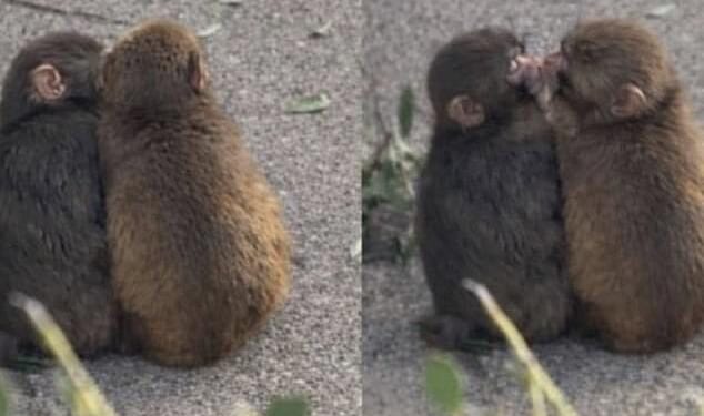The viral Japanese monkey Punch has found his happily-ever-after with a with female macaque, named Momo-chan, after the pair were spotted playing, hugging and even kissing
