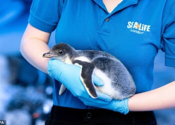 Aquarium bosses said the 15 gentoo penguins at the London attraction could be relocated