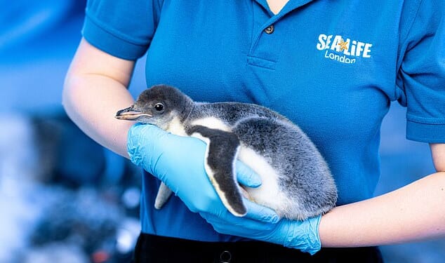 Aquarium bosses said the 15 gentoo penguins at the London attraction could be relocated