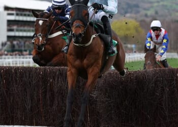 Hansard (right) was a big outsider in the second race at Cheltenham and suffered a fatal injury