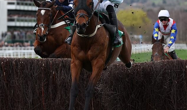 Hansard (right) was a big outsider in the second race at Cheltenham and suffered a fatal injury