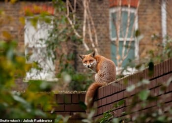 Pictured: Urban red fox sitting on top of a brick wall