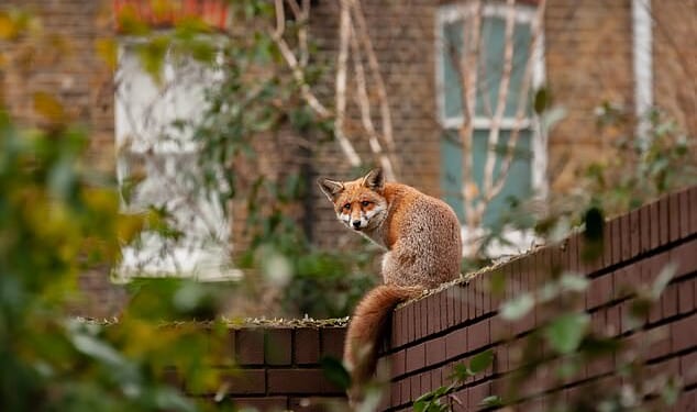 Pictured: Urban red fox sitting on top of a brick wall