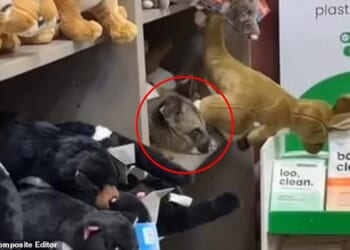 An adorable possum peeking its head out from the shelves of an airport gift shop