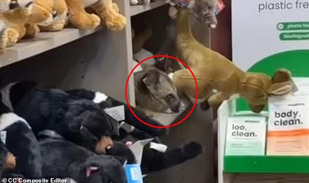 An adorable possum peeking its head out from the shelves of an airport gift shop