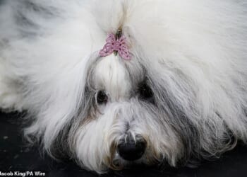 An Old English Sheepdog on the first day of the Crufts Dog Show at the National Exhibition Centre (NEC) in Birmingham