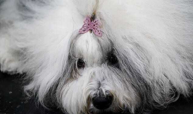An Old English Sheepdog on the first day of the Crufts Dog Show at the National Exhibition Centre (NEC) in Birmingham