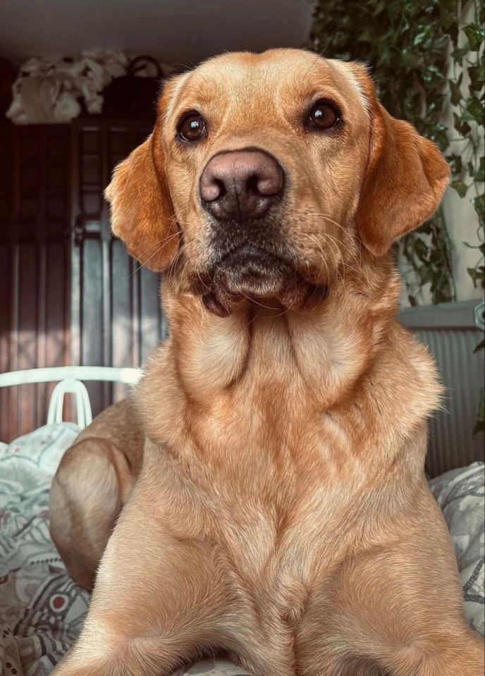 A golden retriever sits on a patterned bedspread, looking directly at the viewer with bright eyes and a dark nose.