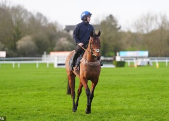Legendary Cheltenham horse Envoi Allen has sadly died after his final race (pictured today with Darragh O'Keeffe onboard)