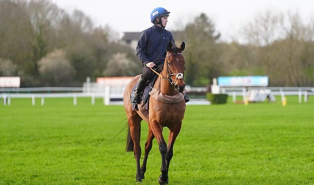 Legendary Cheltenham horse Envoi Allen has sadly died after his final race (pictured today with Darragh O'Keeffe onboard)