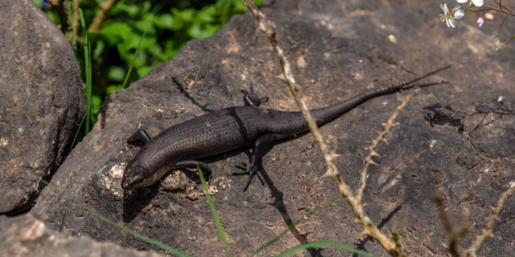 Lizard Brains - The American Conservative