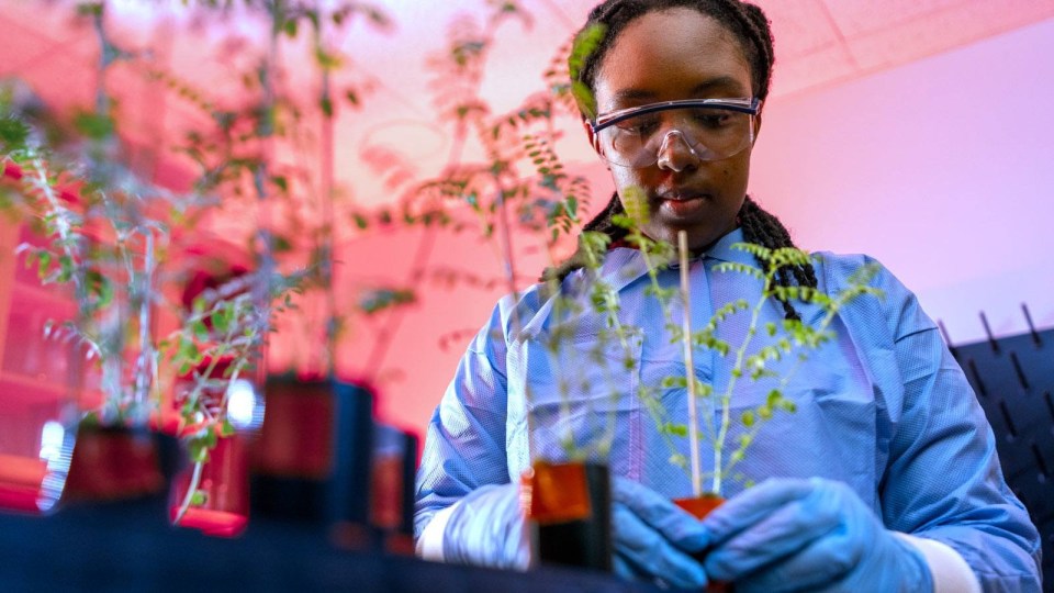 A scientist in a lab coat, goggles, and gloves holds a pot with a small chickpea plant, with more plants growing behind her under red light.