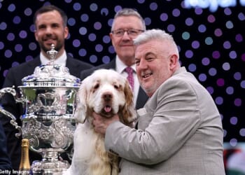 Lee Cox (pictured with his dog), whose Clumber spaniel Bruin won Crufts Best in Show award, has a previous conviction for animal cruelty