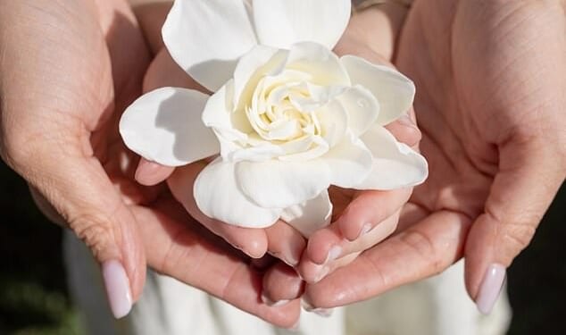 Revealing As Ever is collaborating with a luxury floral delivery firm, Meghan shared a close-up photo of Lilibet, four, holding a white gardenia, as the toddler's hair was visible in the snap