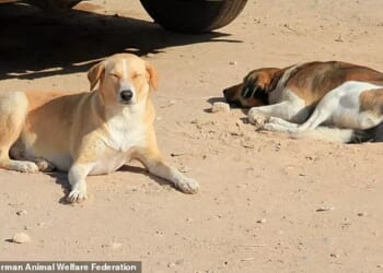 Officials said the effort is aimed at making cities and tourist hotspots appear cleaner, safer, and more appealing to international visitors, fans, and media, in an attempt to avoid negative perceptions of stray animals during major global events