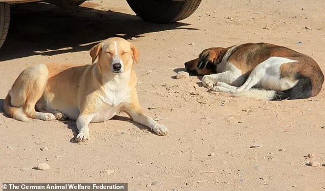 Officials said the effort is aimed at making cities and tourist hotspots appear cleaner, safer, and more appealing to international visitors, fans, and media, in an attempt to avoid negative perceptions of stray animals during major global events