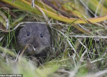 Efforts to rid Orkney of invasive stoats have delivered a dramatic boost to the islands' native vole population
