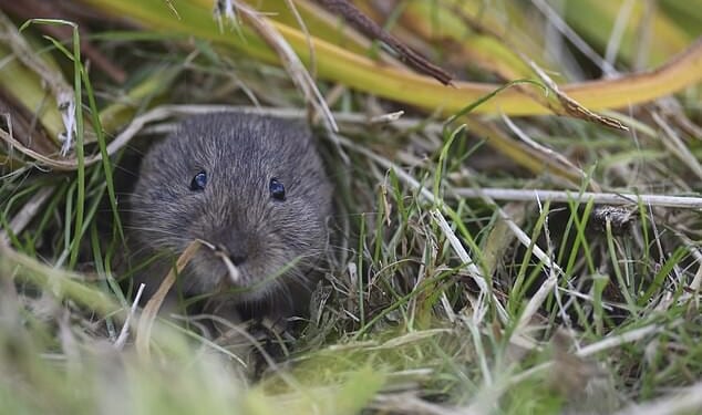 Efforts to rid Orkney of invasive stoats have delivered a dramatic boost to the islands' native vole population