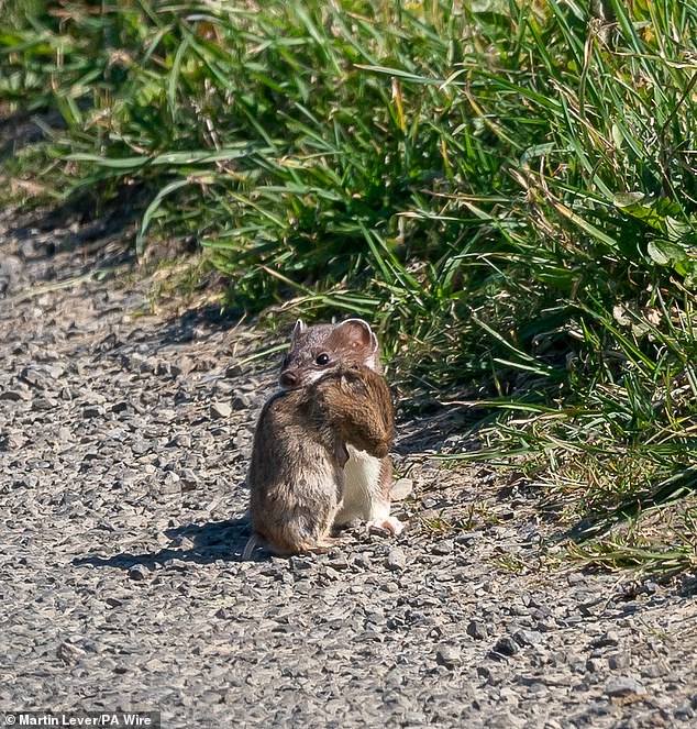 Stoats, native to mainland Britain but not Orkney, were first spotted on the islands in 2010. Experts have warned that, left unchecked, they could devastate wildlife populations, particularly the indigenous Orkney vole