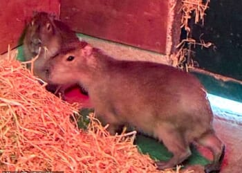 Samba, with her sister Tango, was kept at Marwell Zoo in Hampshire