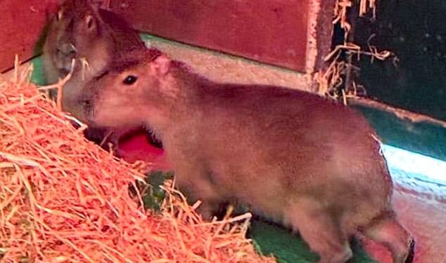 Samba, with her sister Tango, was kept at Marwell Zoo in Hampshire