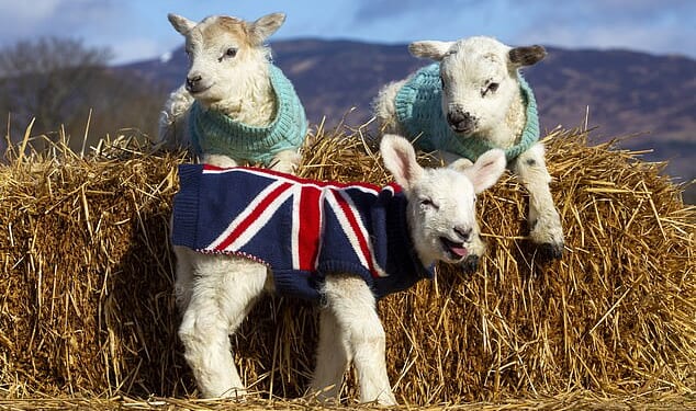 Adorable photos show lambs in jumpers knitted by volunteers, with Jackie getting a smart Union Jack pullover this year