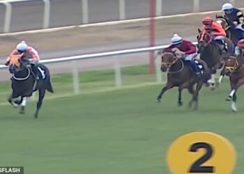 Smart Latch (pictured) won three races in her career but broke her leg in her last race in October. She had won 1,125,000 Turkish Lira (£19,200) in prize money