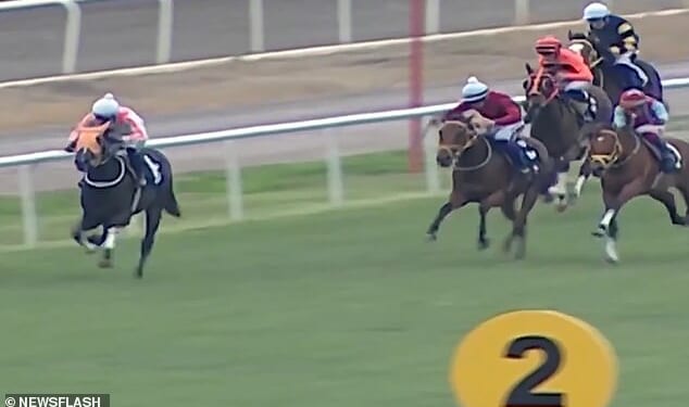 Smart Latch (pictured) won three races in her career but broke her leg in her last race in October. She had won 1,125,000 Turkish Lira (£19,200) in prize money