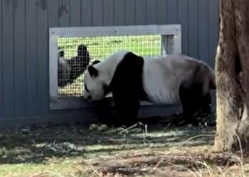 Bao Li is seen in the foreground, peeping through his 'howdy' window, trying to get Qing Bao's attention