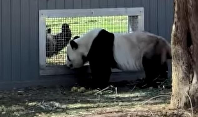 Bao Li is seen in the foreground, peeping through his 'howdy' window, trying to get Qing Bao's attention