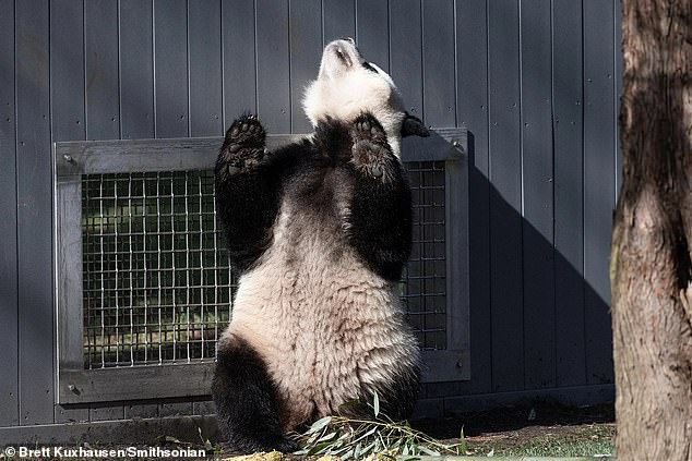Bao Li is seen standing, shuffling along the wall,  and hobbling around his habitat