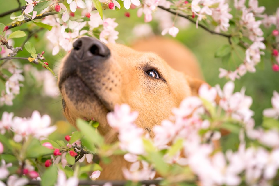 Pit bull snout in flowers