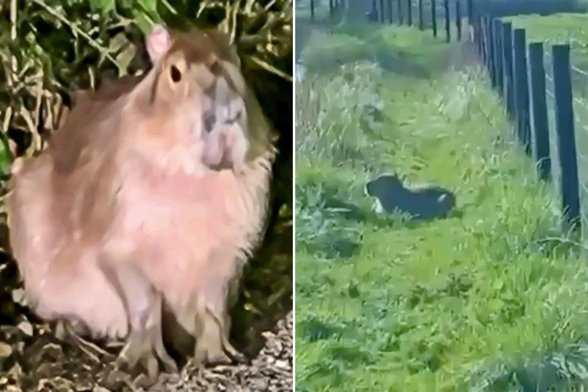An image collage containing 2 images, Image 1 shows Samba - Marwell Caybara Escapee, Image 2 shows SNCapybara1 - video shows missing capybara after public hunt