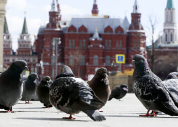 Putin’s Pigeons - The American Conservative