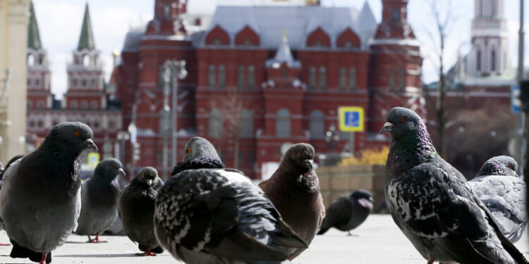 Putin’s Pigeons - The American Conservative
