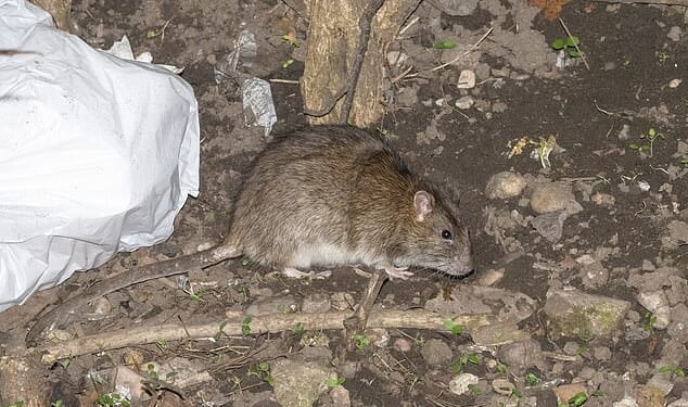 Shocking photos taken exactly a year on from when Unite the Union began their strike show massive rats rummaging through uncollected rubbish