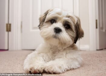 The all-party parliamentary group (APPG) for animal welfare has launched a new test to determine if a dog is healthy. Popular breeds like shih tzus (pictured, file photo) would not pass