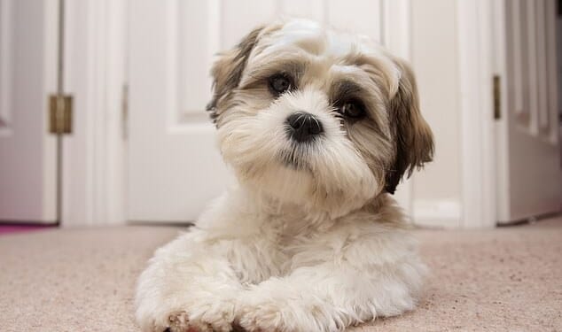 The all-party parliamentary group (APPG) for animal welfare has launched a new test to determine if a dog is healthy. Popular breeds like shih tzus (pictured, file photo) would not pass