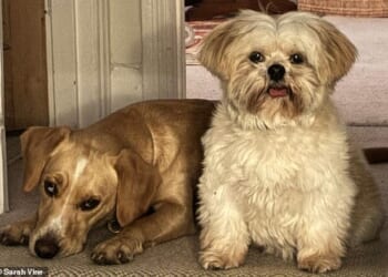 Sarah Vine's two dogs, Florence, left, a labrador/spaniel cross and Muffin, a lhasa apso
