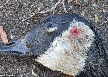 A goose dies from its injuries after being shot in the head by a gang of youths in South East London in January