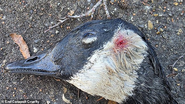 A goose dies from its injuries after being shot in the head by a gang of youths in South East London in January