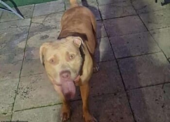 Horrified onlookers struggled to pull the 18-month-old dog, named Hunter, off the baby girl, who spent three weeks in hospital recovering