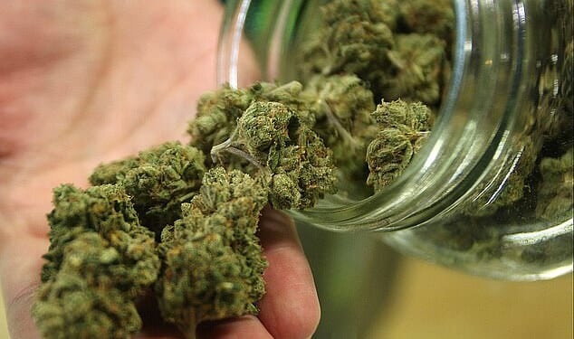 Pictured: Medical marijuana. Half the cannabis prescriptions for medicinal purposes in the UK since 2019 have been written by just ten doctors