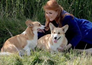 Sarah Ferguson is attempting to reinvent herself as a television entrepreneur - and is keen on the idea for a 'hybrid of Crufts and The X Factor'. Pictured: Fergie with her beloved corgis
