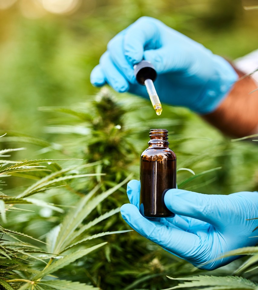 Hands in blue gloves holding a dropper and bottle of CBD oil in a cannabis plant field.