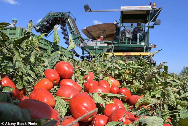 Mutti uses ¿round of Parma¿, an intensely flavoured type of tomato known for its sweet-sour taste and bright red colour