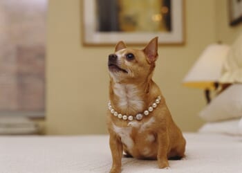 Half of the UK's ten million dog owners have written their beloved pooch into their will – with an estimated £6.5billion left in last testaments to them (stock photo)